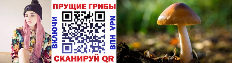 Псилоцибиновые грибы Psilocybine cubensis  Заводоуковск 